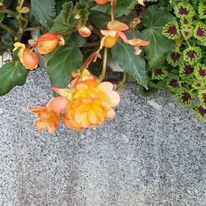 Meet your Posher, Cr